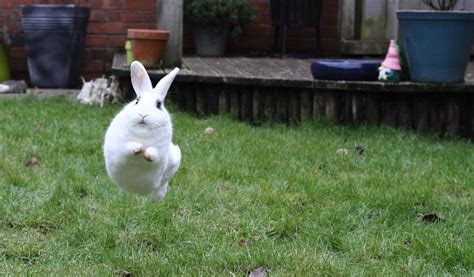Derpy Flying Bunny Imgur Rabbit Jumping Rabbit Photos Rabbit