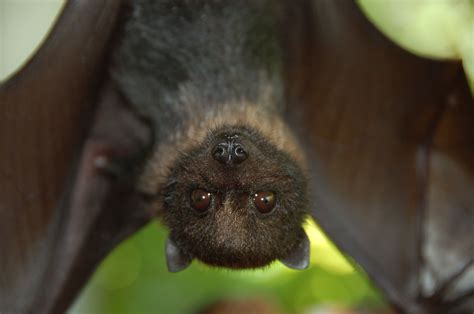Top 10 Largest Bats In The World