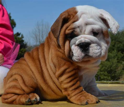 English bulldog puppies at alibaba.com for all types of interior decoration purposes. White and brown wrinkly bulldog | English bulldog, Mini ...