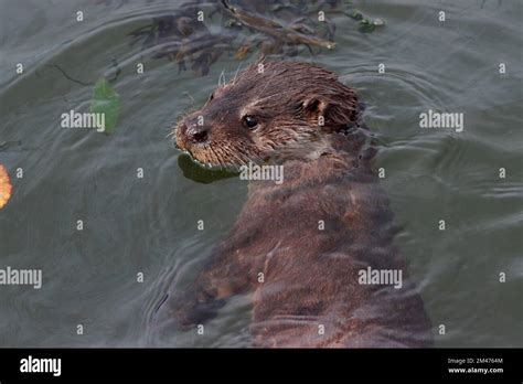 Otter Swimming Uk Stock Photo Alamy