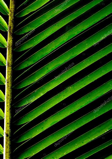 Green Background With A Lush Tropical Palm Leaf ⬇ Stock Photo Image By