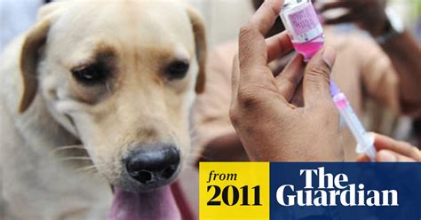 Moves To Get Rabies Under Control Global Development The Guardian