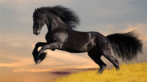 Black Horse Wallpaper Hd 07680 Baltana