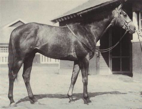Native Dancer As A 2 Year Old 1952 Thoroughbred Horse Racing