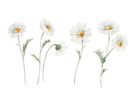 Daisy Clip Art Stock Illustrations Cliparts And Royalty Free Clip