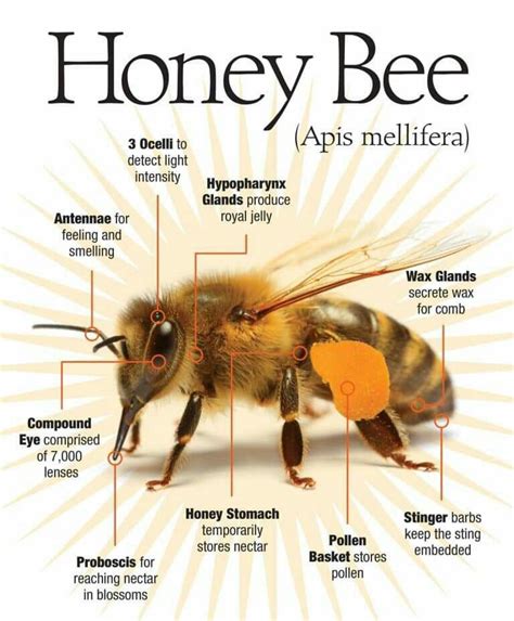 Honey Bee Types Chart