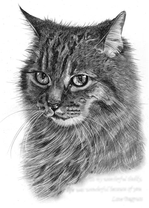 Pencil Drawing Of Cat In Loving Memory Pencil Sketch Portraits Images And Photos Finder