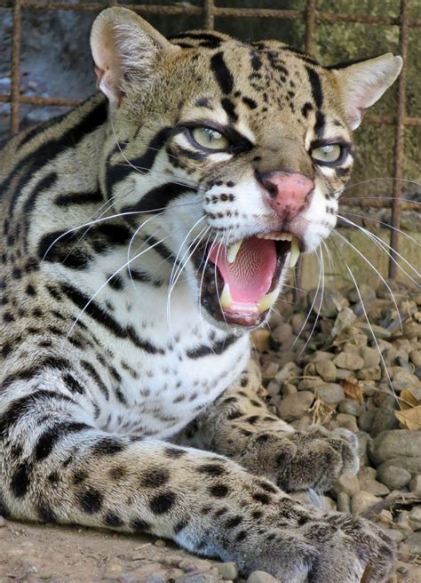 Ocelot Largest Of The Three Smaller Spotted Cats Found In Guyana