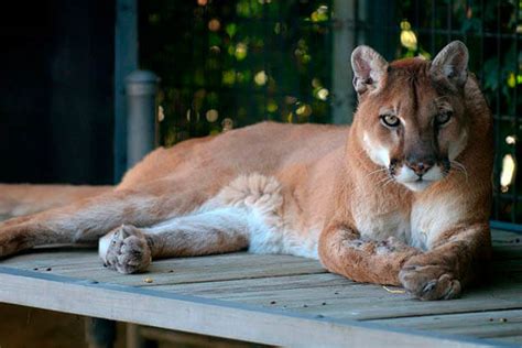 Cougars Lifespan How Long Do Animals Live