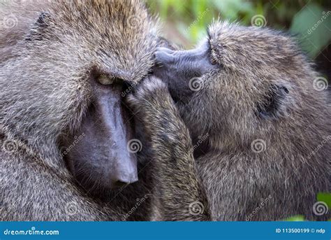 Female Olive Baboon Grooming Another In Close Up Stock Image Image Of Black Wildlife 113500199