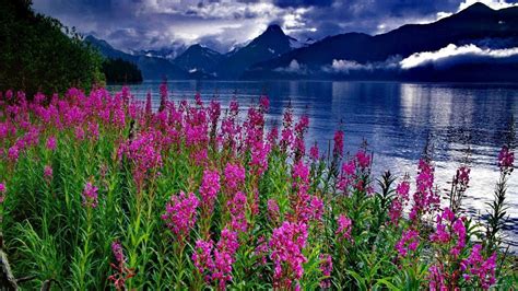 Lake Flowers Wallpapers Top Free Lake Flowers Backgrounds