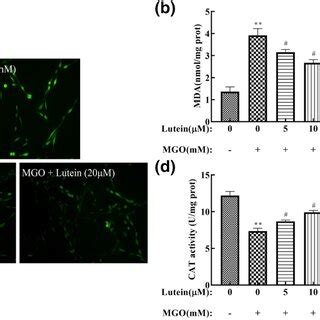 Effects Of Lutein On Apoptosis And MMP In PC12 Cells A Hoechst 33342