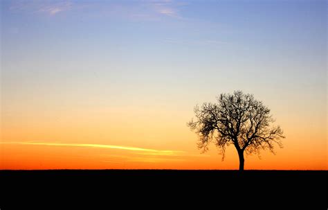 Lone Tree Sunset By Me 3000x1920 Wallpaper