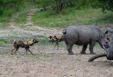 Silvan Safari Blog Rhinos Vs Wild Dogs Rhino Africa Blog