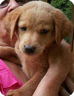 We believe every animal should enjoy life so we are delighted you have decided to open. Pennigton, NJ - Golden Retriever/Labrador Retriever Mix ...
