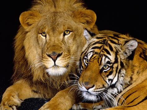 Free Download 25 Stunning And Amazing Animal Wallpapers 1250x875 For