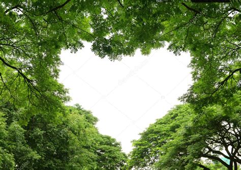 Heart Shape Tropical Forest Frame Stock Photo By ©bluehand 11224946