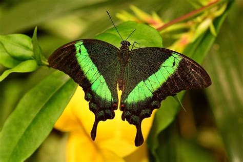 Top 10 Most Beautiful Insects In The World Knowinsiders