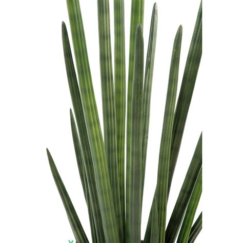 Sansevieria Artificiel Cylindrica Et Cm Cactus Plantes Grasses