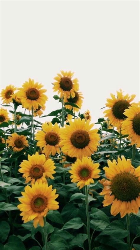 Yellow Aesthetic Sunflower Wallpapers Wallpaper Cave