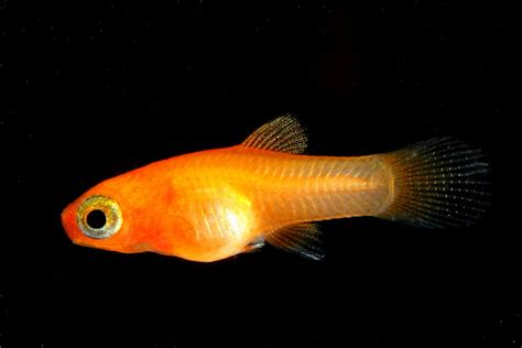 Platies Fish Care And Breeding Exotic Tropical Ornamental Fish Photos
