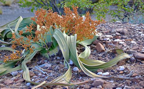 Welwitschia Mirabilis Foto And Bild Natur Pflanzen Namibia Bilder Auf