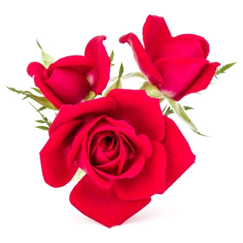 Red Rose Flowers Bouquet Stock Photo By ©natika 141864456