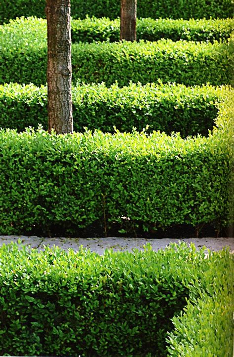 Download 94 Types Of Boxwoods For Hedges Télécharger