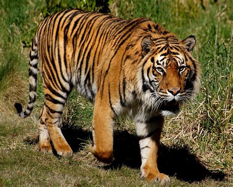 9 Types Of Tiger Subspecies That Share The World With Us Whatdewhat