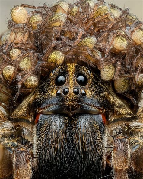Wolf Spider Mama Wearing Crown Of Babies Captured In Stunning Photo