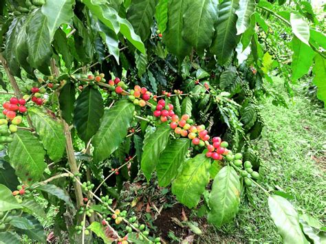 Honduran Coffee Beans Espresso And Coffee Guide