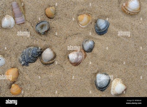 Cockle Shells In Wet Sand On Beach Norfolk UK October Stock Photo