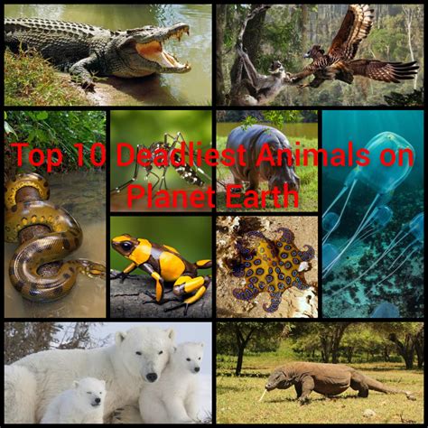 Top 10 Deadliest Animals On Planet Earth With Fun Facts Owlcation