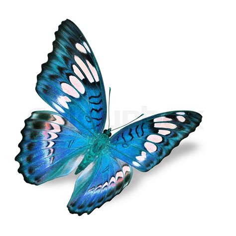 Blue Butterfly Stock Image Colourbox