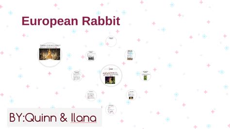 European Rabbit By Quinn Seslowsky