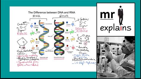 Differences Between Dna And Rna Dna Vs Rna Youtube Images