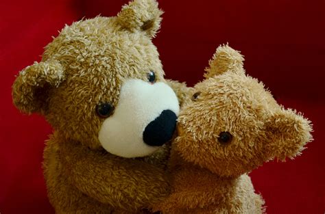 Free Images : sweet, cute, love, fur, brown, kiss, friendship, teddy