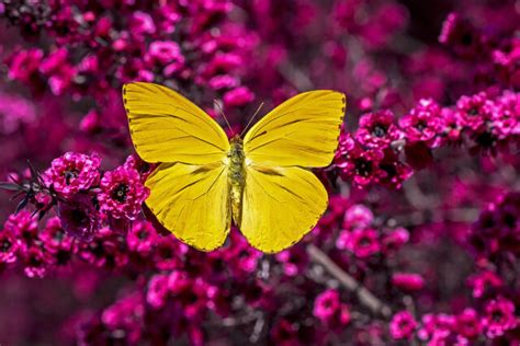 Farfalle Come Presagi I Loro Colori E Significati