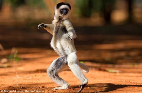 We Like To Move It Move It Dancing Lemurs Stage Tribute Madagascars