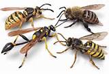 Difference Between Wasp And Bee Pictures