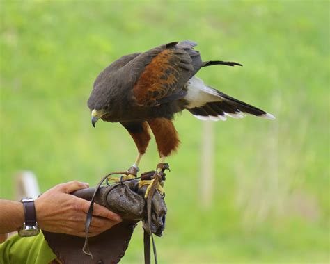 Free Images Peak Wildlife Beak Eagle Hawk Fauna Bird Of Prey