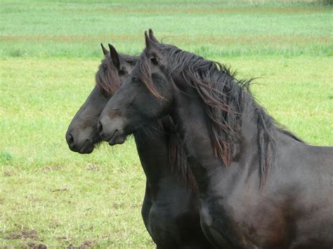 10 Fun Facts About Friesian Horses Forever Horse Crazy