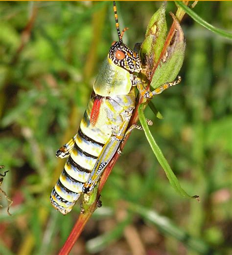 South African Grasshopper Flickr Photo Sharing