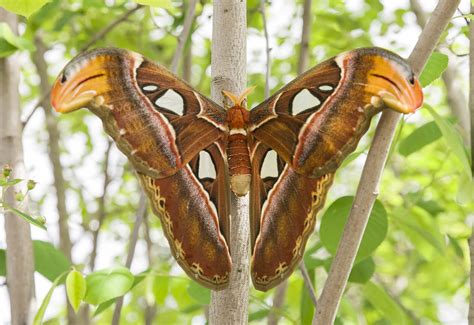 Everything you should know about the luna moth. Atlas Moth Emerges in Butterflies & Blooms - My Chicago ...