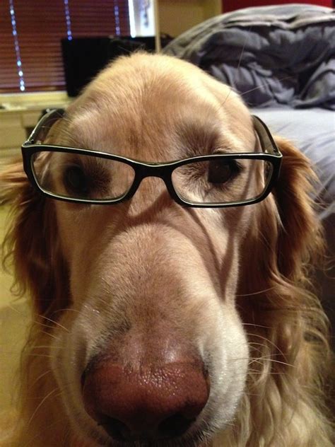 Dog With Glasses Selfie Funny Dog Pictures Animals Weird Animals
