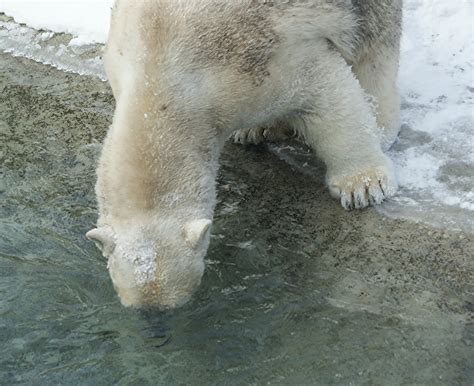 Nature Works Photography Polar Bearstoronto Zoo Feb12