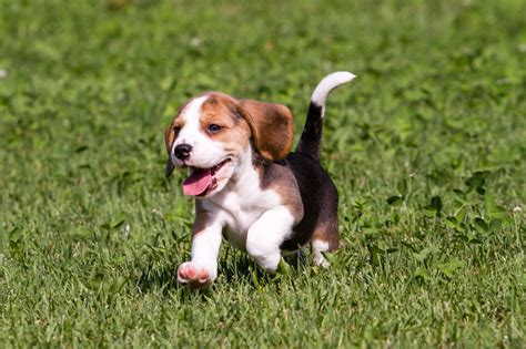 Things You Must Know About The Beagle Labrador Retriever