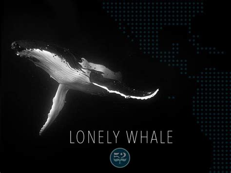 Help Us Find 52 The Lonely Whale Whale 52 Hertz Whale Lonely