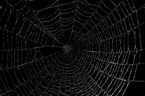Download and use 90,000+ website background stock photos for free. Spiderweb Background - WallpaperSafari