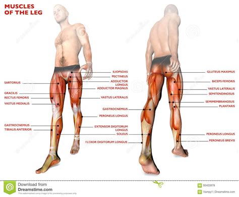 Illustration About Leg Muscles Human Body Anatomy Muscular System